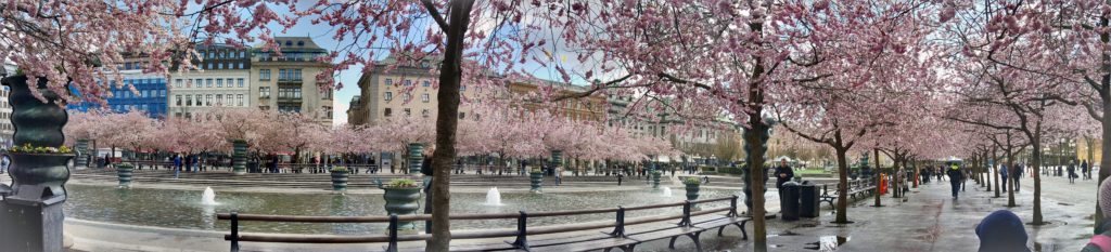 Cherry trees in the spring by Ingemar Pongratz