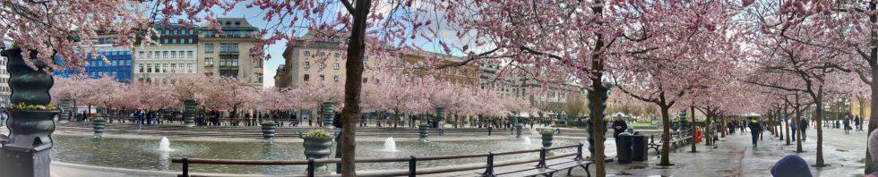 Cherry trees in the spring by Ingemar Pongratz