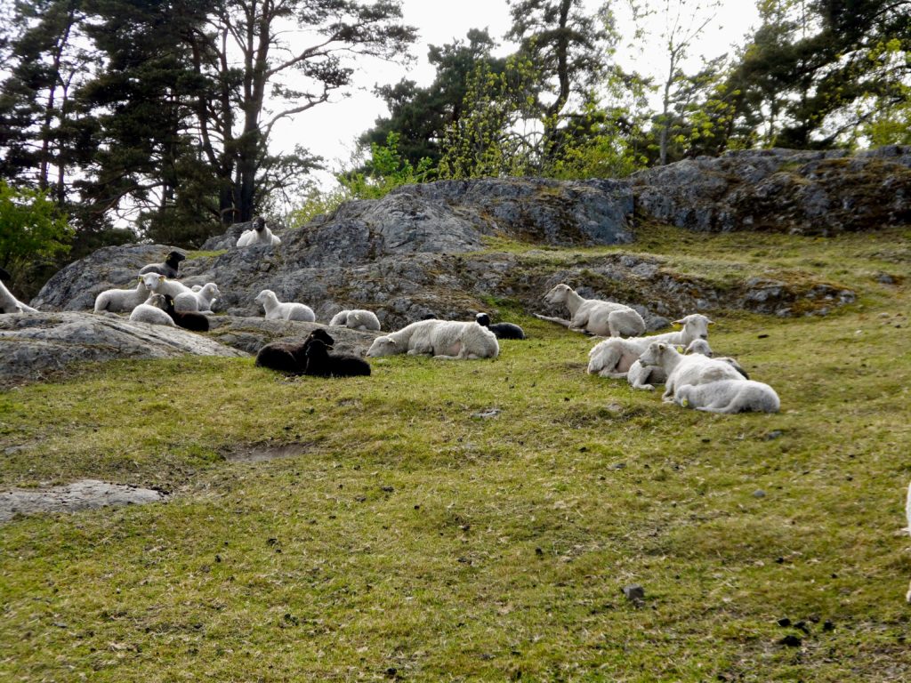 Sheep Pic by Ingemar Pongratz